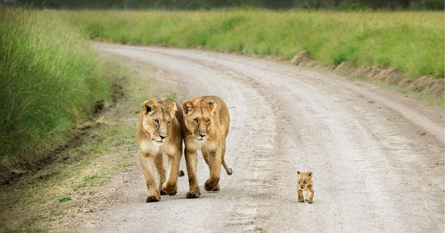 25 De Los Momentos Más Tiernos De Padres E Hijos En El Mundo Animal