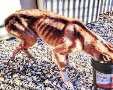 La Primera Foto Es Impactante Y Me Hizo Llorar, ¿Pero La Última? Simplemente Increíble 5