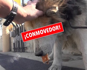 La Historia De Este Anciano Y Enfermo Perro Te Hará Llorar De Alegría