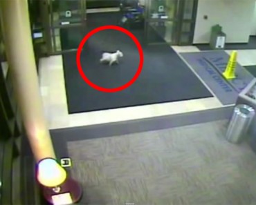 La Infinita Lealtad De Los Perros. Cámaras De Hospital Captaron Esto