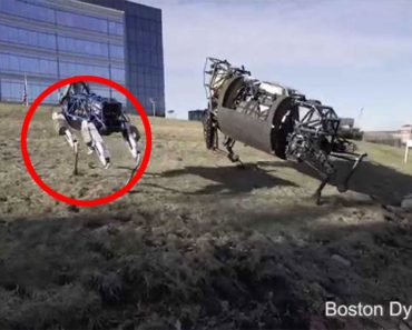 Spot, El Perro Robot Que Asombra Al Mundo