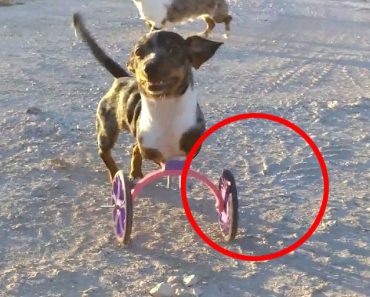 Bubbles, El Perro Que Ahora Puede Correr Gracias A Una Silla De Ruedas Hecha Con Una Impresora 3D 7 Bubbles, El Perro Que Ahora Puede Correr Gracias A Una Silla De Ruedas Hecha Con Una Impresora 3D