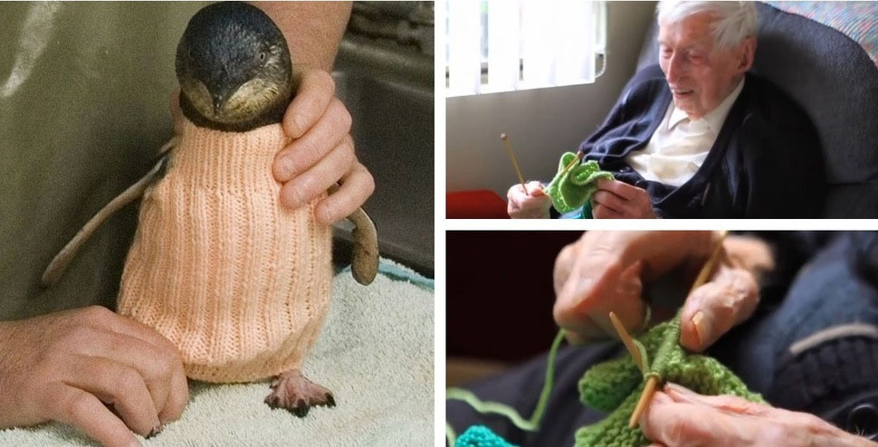 El Hombre Más Viejo de Australia (109 Años) Dedica Su tiempo A Hacer Jerseys A Pinguinos Heridos