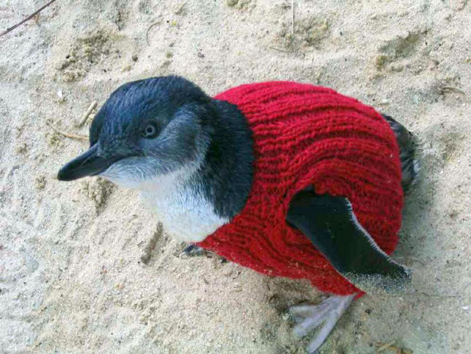 El Hombre Más Viejo de Australia (109 Años) Dedica Su tiempo A Hacer Jerseys A Pinguinos Heridos