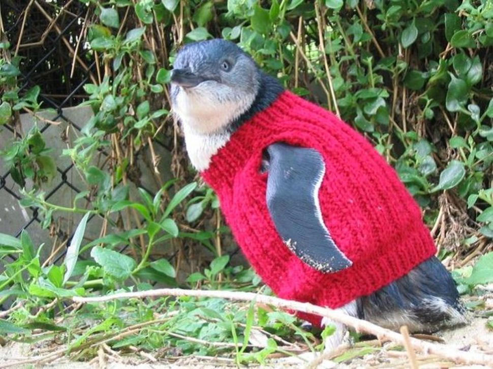 El Hombre Más Viejo de Australia (109 Años) Dedica Su tiempo A Hacer Jerseys A Pinguinos Heridos