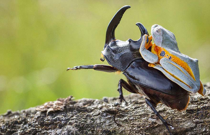 Esta Rana Montando Un Escarabajo Es Sin Duda Lo Más Asombroso Que Verás En Todo El Día