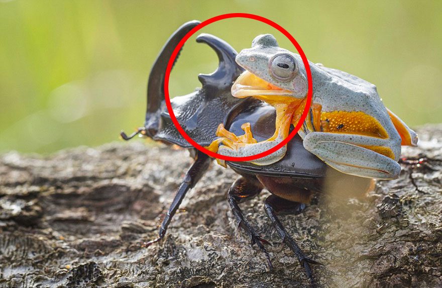 Esta Rana Montando Un Escarabajo Es Sin Duda Lo Más Asombroso Que Verás En Todo El Día