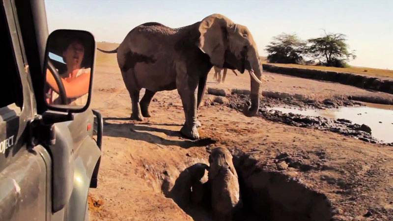 Este Reencuentro De Una Madre Elefante Y Su Cría Te Hará Llorar