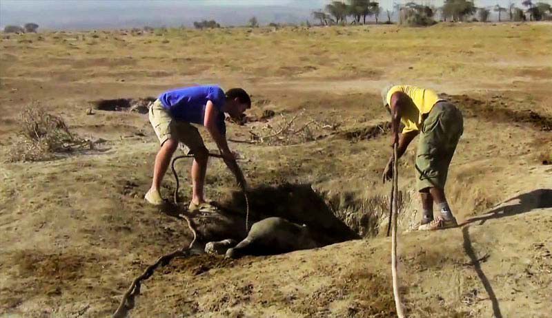 Este Reencuentro De Una Madre Elefante Y Su Cría Te Hará Llorar