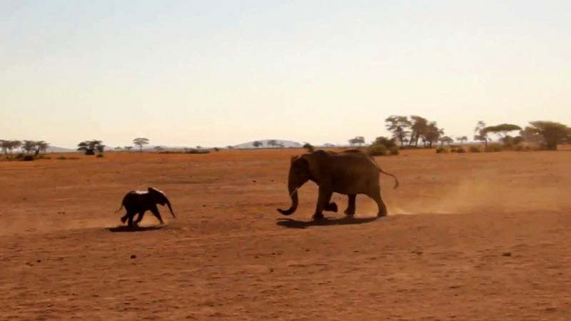 Este Reencuentro De Una Madre Elefante Y Su Cría Te Hará Llorar
