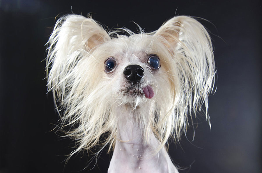 Estos Retratos De Perros Sin Pelo Te Harán Reír Todo El Día. Atención A La #8