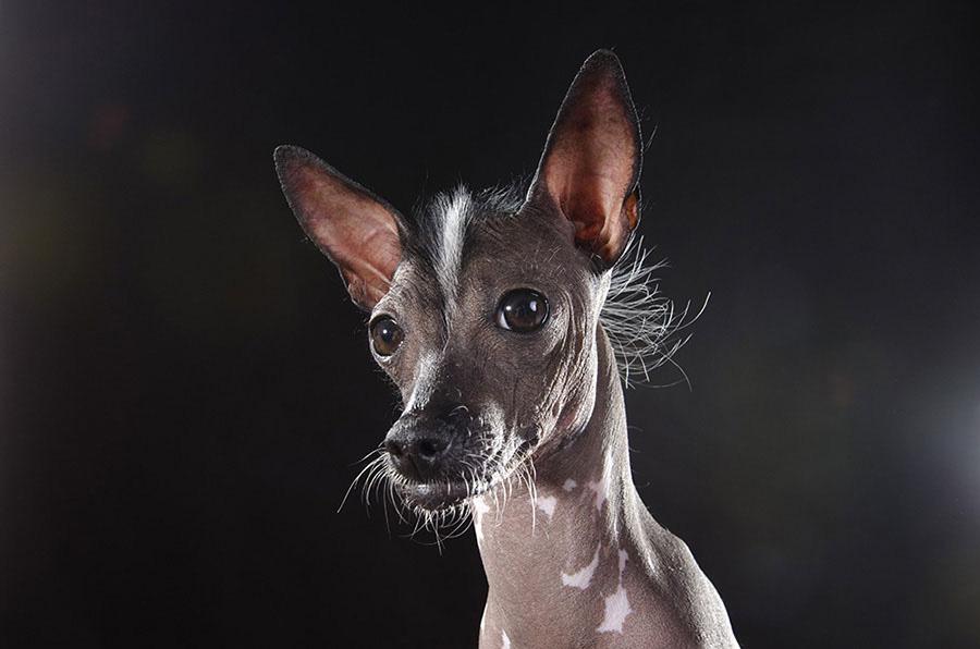 Estos Retratos De Perros Sin Pelo Te Harán Reír Todo El Día. Atención A La #8