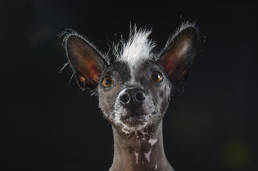Estos Retratos De Perros Sin Pelo Te Harán Reír Todo El Día. Atención A La #8