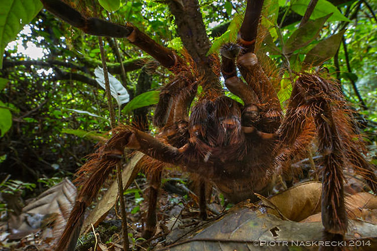 tarantula-gigante-goliat-3