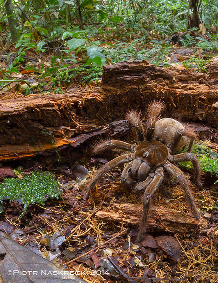 tarantula-gigante-goliat-4