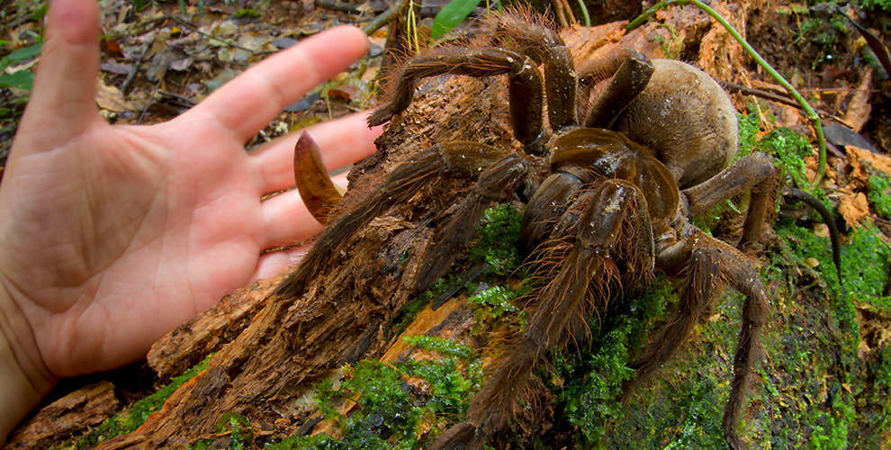 Caminaba De Noche En una Profunda Selva De Sudamérica Y Esto Es Lo Que Encontró. Aterrador.