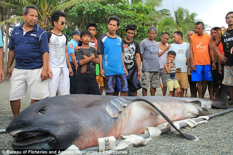 Monstruo "Desdentado" De Las Profundidades Capturado Por Pescadores En Filipinas