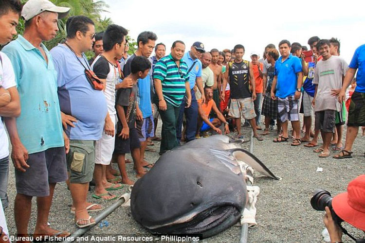 Monstruo "Desdentado" De Las Profundidades Capturado Por Pescadores En Filipinas