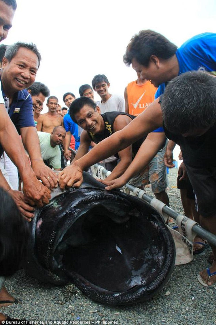 Monstruo "Desdentado" De Las Profundidades Capturado Por Pescadores En Filipinas