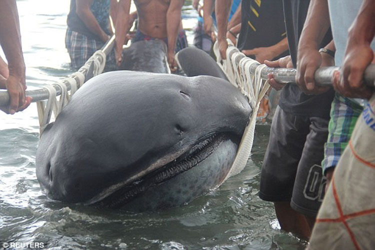 Monstruo "Desdentado" De Las Profundidades Capturado Por Pescadores En Filipinas