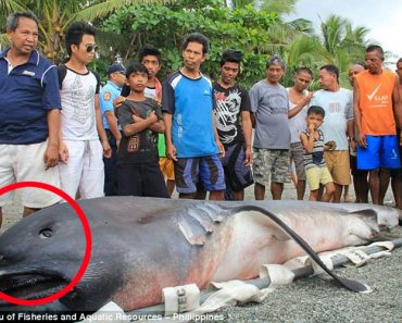 Monstruo "Desdentado" De Las Profundidades Capturado Por Pescadores En Filipinas 1