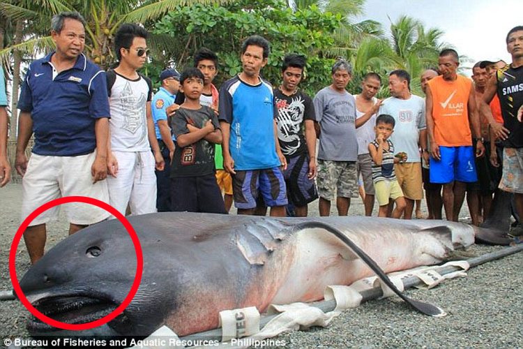 Monstruo "Desdentado" De Las Profundidades Capturado Por Pescadores En Filipinas 1
