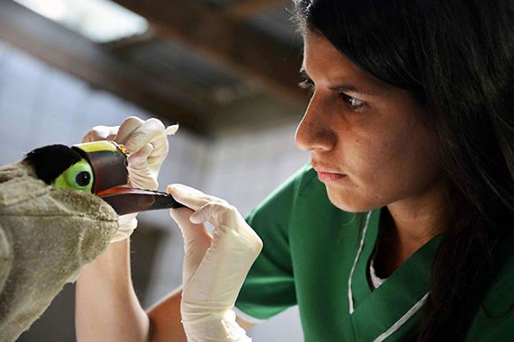 El Tucán Maltratado Por Adolescentes Consigue Un Nuevo Pico Gracias A La Impresion 3D