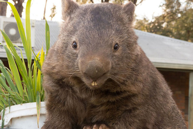 Este Es Patrick, El Wombat Más Viejo Y Afectuoso Del Mundo