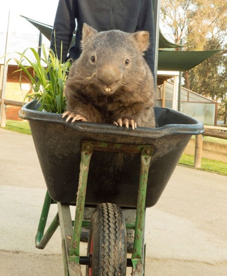 Este Es Patrick, El Wombat Más Viejo Y Afectuoso Del Mundo