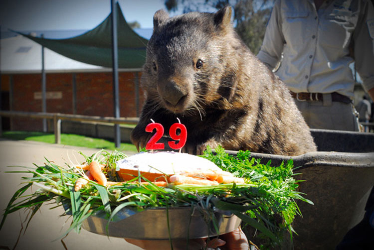 Este Es Patrick, El Wombat Más Viejo Y Afectuoso Del Mundo