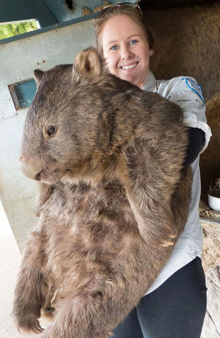 Este Es Patrick, El Wombat Más Viejo Y Afectuoso Del Mundo