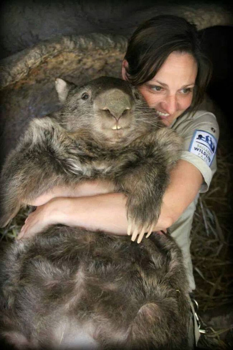 Este Es Patrick, El Wombat Más Viejo Y Afectuoso Del Mundo