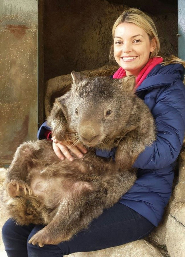 Este Es Patrick, El Wombat Más Viejo Y Afectuoso Del Mundo