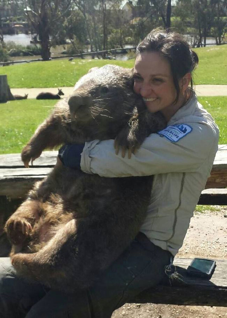 Este Es Patrick, El Wombat Más Viejo Y Afectuoso Del Mundo