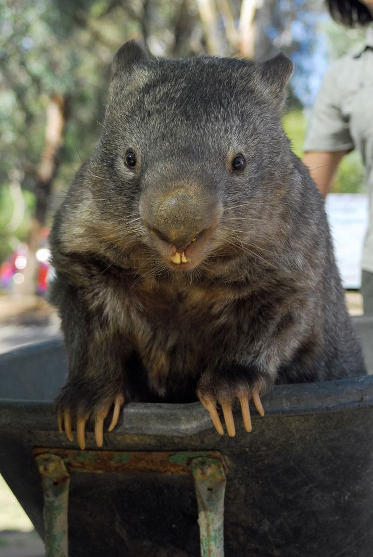 Este Es Patrick, El Wombat Más Viejo Y Afectuoso Del Mundo