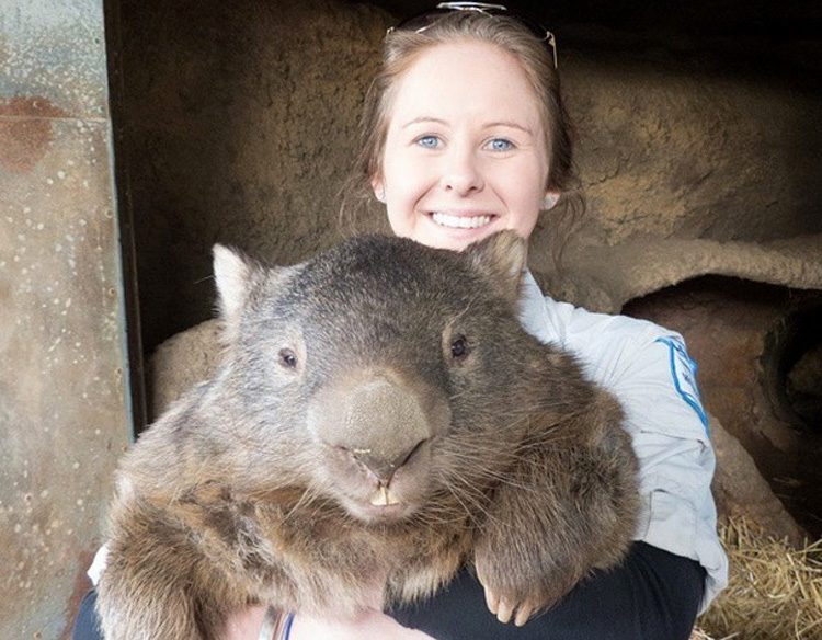 Este Es Patrick, El Wombat Más Viejo Y Afectuoso Del Mundo