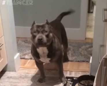 Este pitbull causa sensación por lo que hace. Te reirás con él 5 Este pitbull causa sensación por lo que hace. Te reirás con él