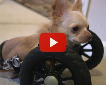 Este Chihuahua De Dos Patas Tiene Un Amigo Insual... Y Su Historia Le Conmoverá