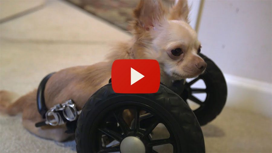 Este Chihuahua De Dos Patas Tiene Un Amigo Insual... Y Su Historia Le Conmoverá