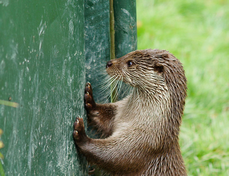 Estos 28 animales no tienen ni idea de lo que está pasando, pero son adorables