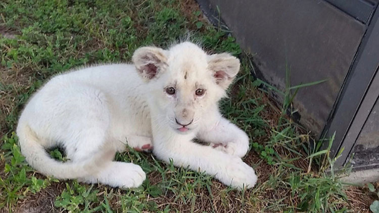 Estos 28 animales no tienen ni idea de lo que está pasando, pero son adorables