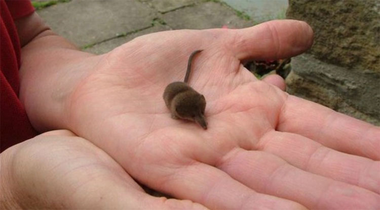 Los animales más pequeños del mundo le darán una razón para sonreír