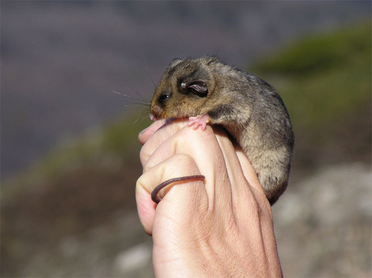 Los animales más pequeños del mundo le darán una razón para sonreír