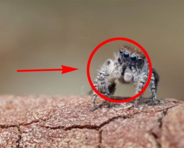 Esta araña parece normal, pero cuando se empieza a mover no puedo parar de mirarla 4 Esta araña parece normal, pero cuando se empieza a mover no puedo parar de mirarla 1