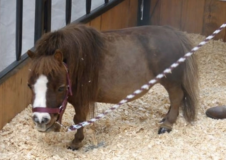 Este pequeño caballo ha roto todos los récords del mundo y te robará el corazón
