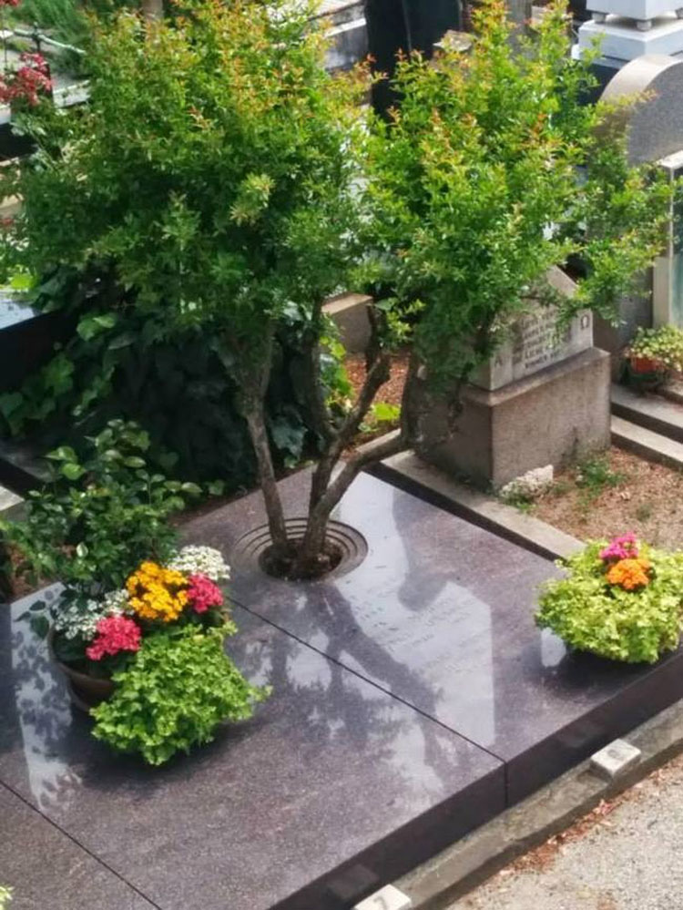 Estas Cápsulas De Entierro Harán Que Te Conviertas En Un Árbol Cuando Mueras