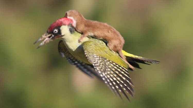 La Fotografía De Una Comadreja Bebé Volando Sobre Un Pájaro Carpintero Que Sorprende Al Mundo