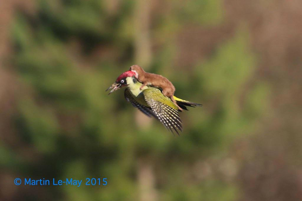 La Fotografía De Una Comadreja Bebé Volando Sobre Un Pájaro Carpintero Que Sorprende Al Mundo