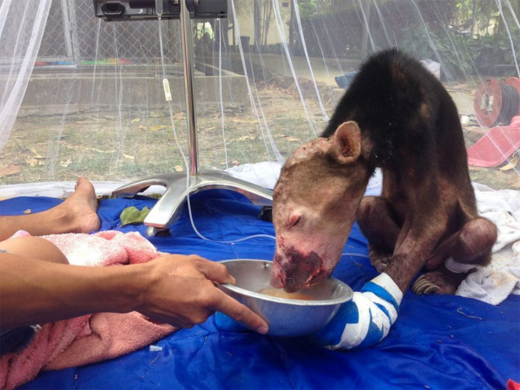AVISO: Imágenes duras. Desgarradoras fotos de un oso revelan los horrores del comercio de animales exóticos