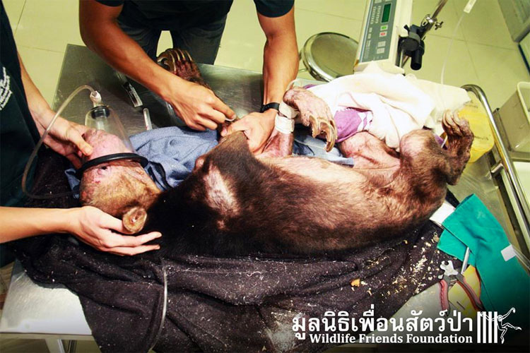 AVISO: Imágenes duras. Desgarradoras fotos de un oso revelan los horrores del comercio de animales exóticos